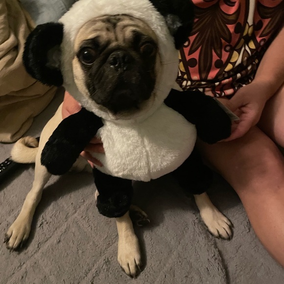 Meet your Posher, Laurinda - Picture 1 of 1